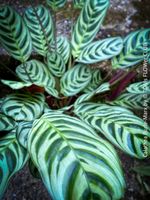 Calathea Burle-Marx - was für eine Schönheit für Dich