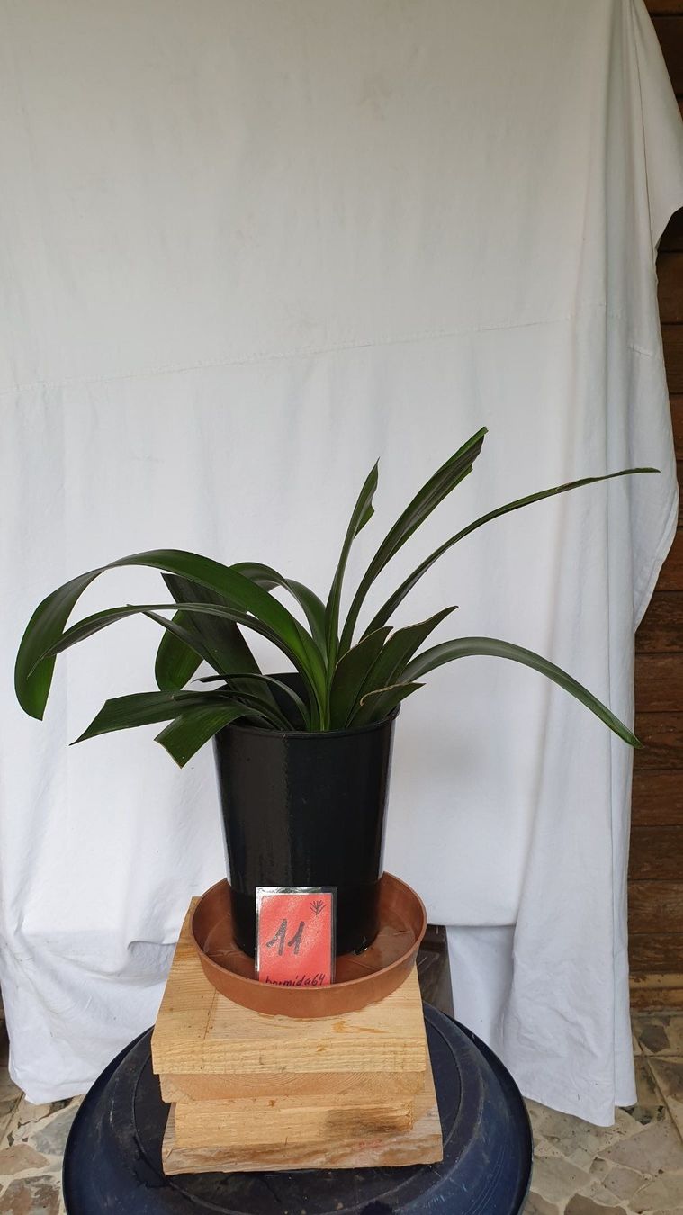 Piante & sementi: Clivia 11 Zimmerpflanze – Usato da Biel/Bienne venduto da Bormida64 1