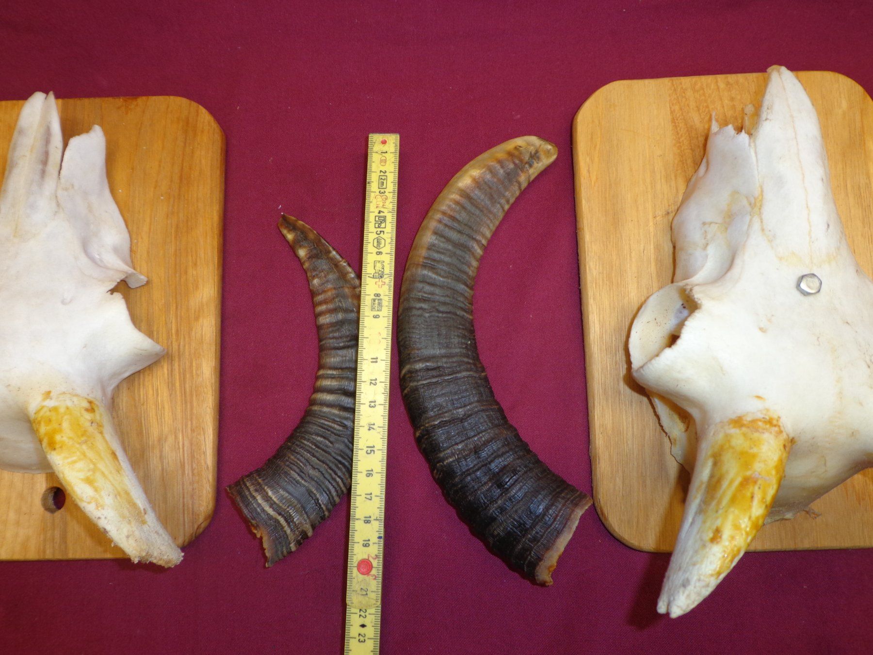 Il mondo degli animali: Widder, Geweihe, Trophäe, Horn, Dekoration, Jagd, Geissen. – Usato da Andeer venduto da Baerenburger 7