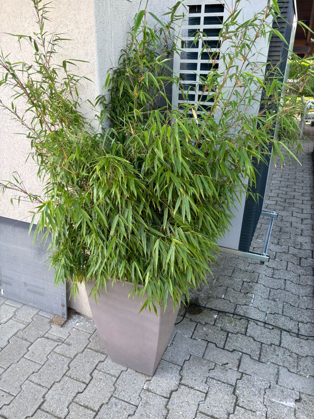 Bambuspflanze im 1m hohen Kunststofftopf  robust & winterha (Gebraucht) in  Bleienbach fr CHF 40  nur Abholung auf Ricardo kaufen