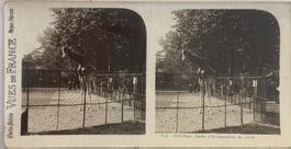 Stereofoto, Paris, Jardin, Giraffe