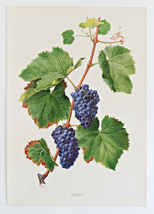 Livres: Cépages du vignoble suisse – D'occasion à Delémont par MaxPlan 8