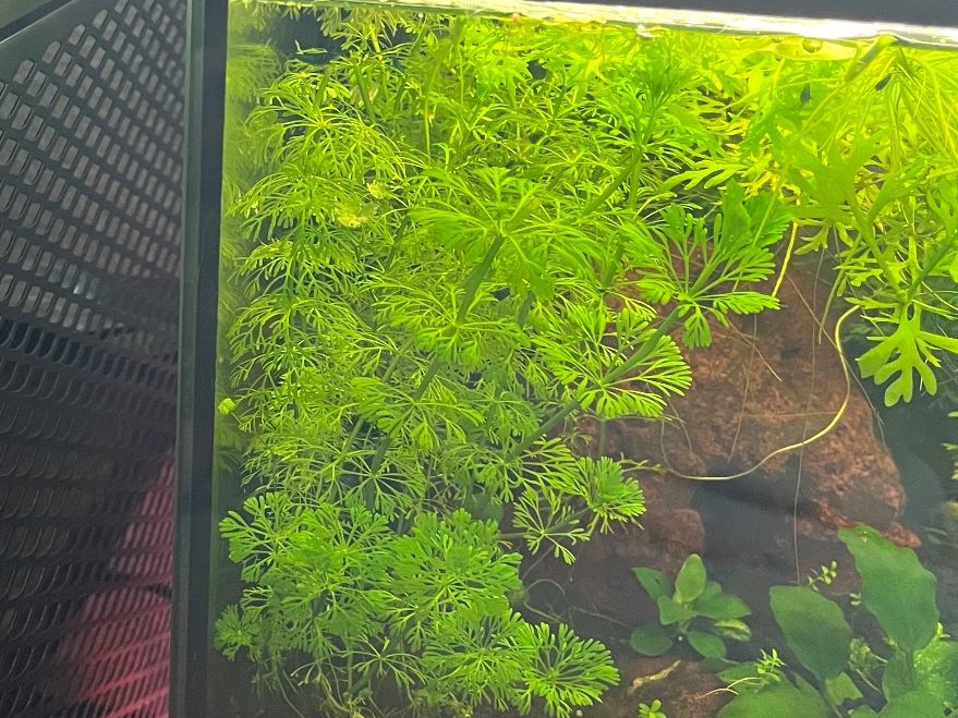 Piante & sementi: limnofila sessiflora – Usato da Zürich venduto da SummerUmbrage 1