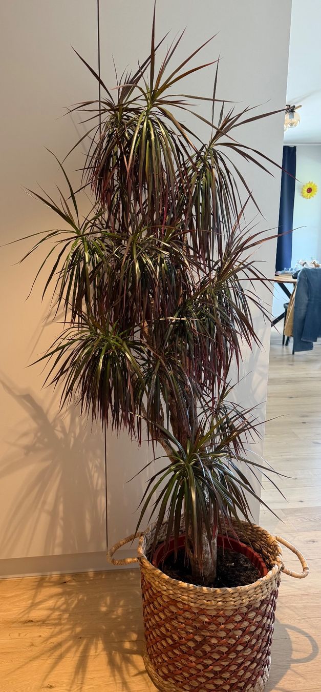 Pflanzen & Samen: Sehr schöne Palme – Gebraucht aus Wollerau von rfi_k2h5