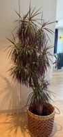 Sehr schöne Palme