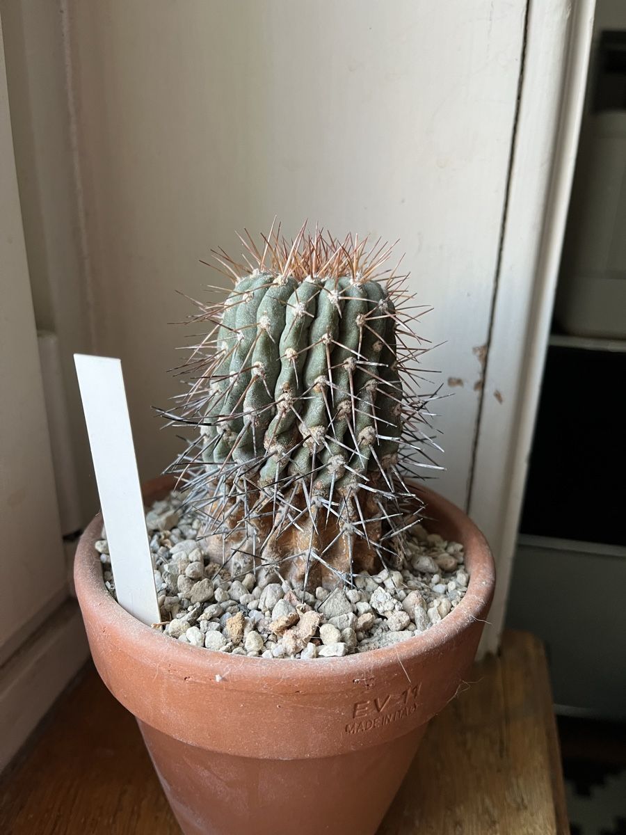 Piante & sementi: Copiapoa Gigantea – Usato da Zürich venduto da tilala17 1
