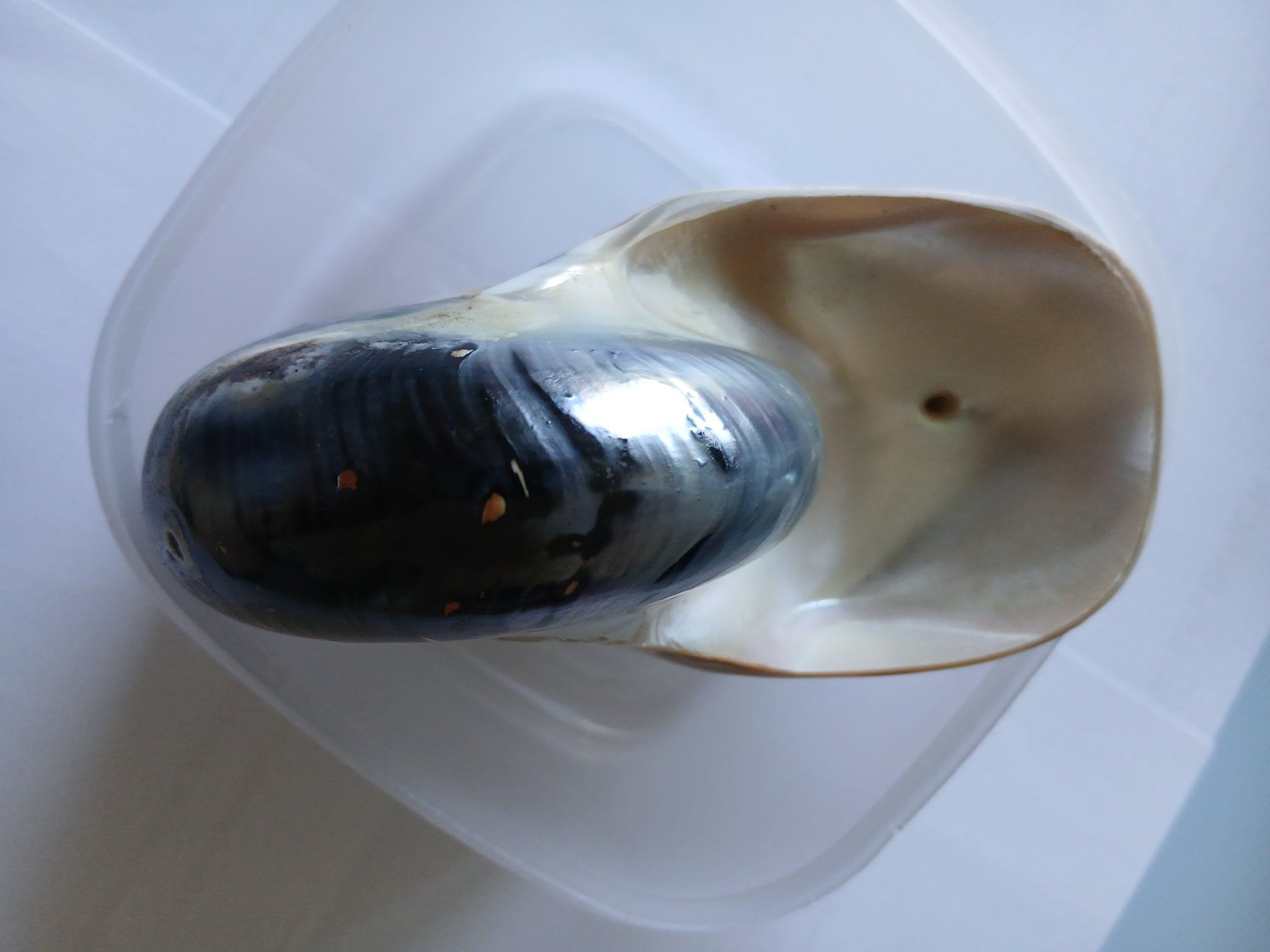 Tutte le decorazioni: Nautilus Muschel – Usato da Zürich venduto da Mephisto87 4