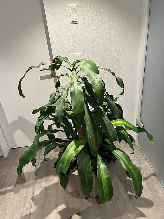 Piante & sementi: Drachenbaum – Usato da Gelterkinden venduto da Kikierenda 1