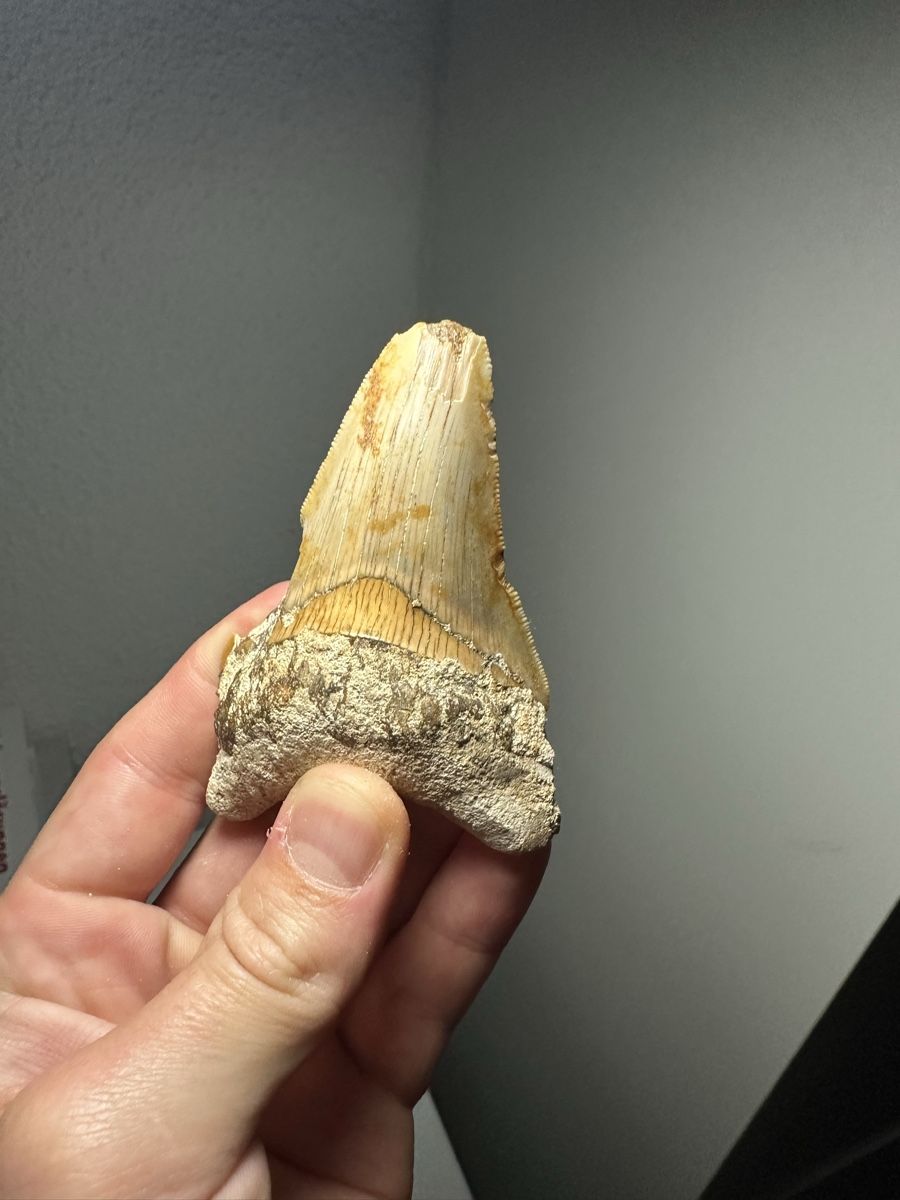 Fossilien: Fossiler Megalodon-Zahn – Gebraucht aus Lutzenberg von CS65 1