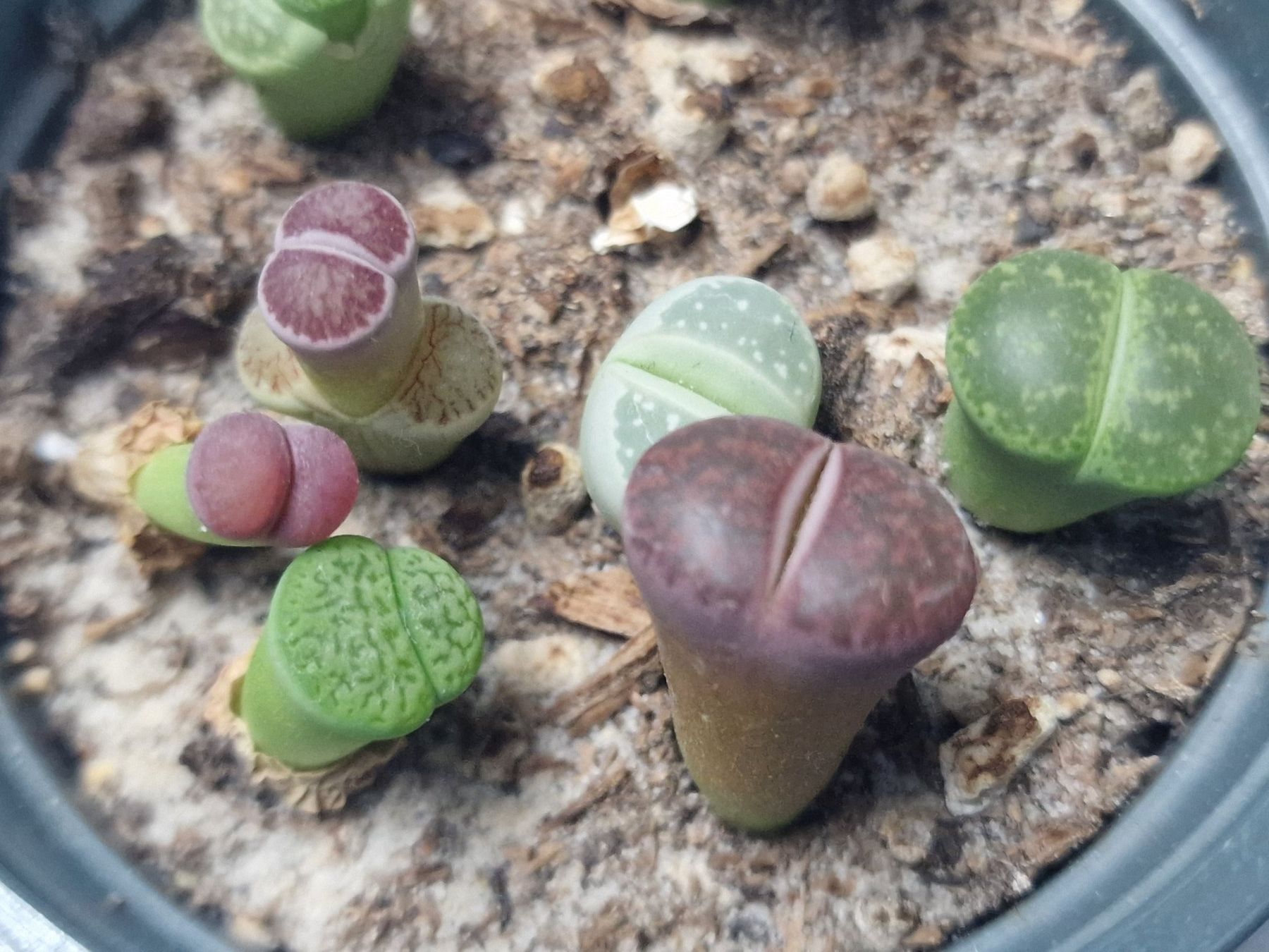 Piante & sementi: Lithops Mix, Lebende Steine, 8 Stück – Usato da Uerkheim venduto da Justi.y 4
