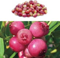 Myrtille à fruits roses 'Pink Lemonade'  RARE  4x