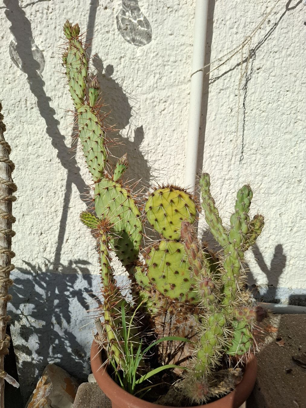 Plantes & graines: Winterharte Kaktus blühend – D'occasion à Zeihen par P_B4