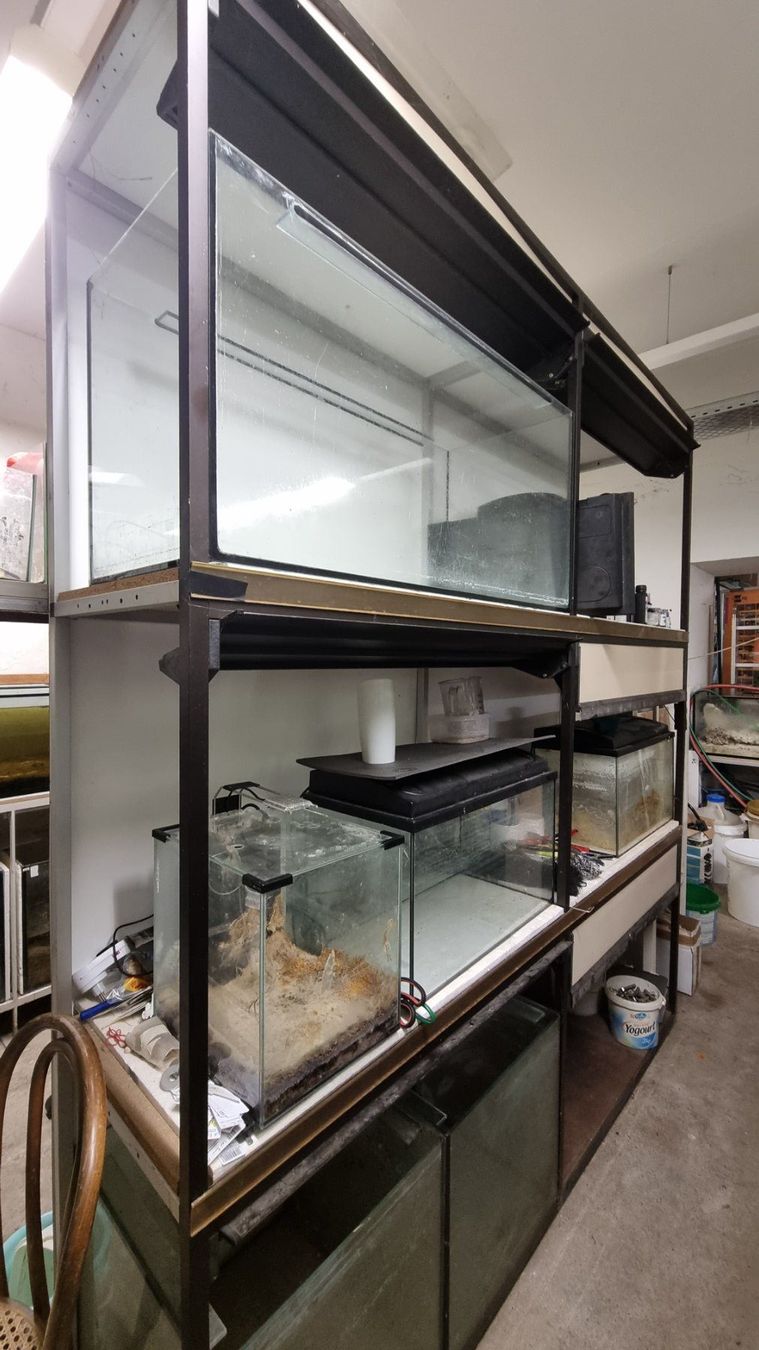 Scaffali: Aquarien- oder Terrarienregal auseinandergebaut – Usato da Oberentfelden venduto da Myri13 4