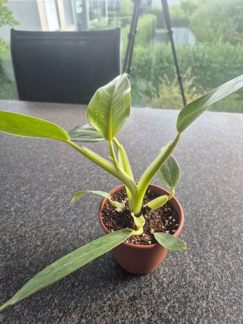 Pflanzen & Samen: Philodendron – Gebraucht aus Urtenen-Schönbühl von Pflanzenherberge 1