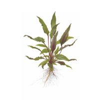 Cryptocoryne - Wasserkelch (Aquarium pflanze)