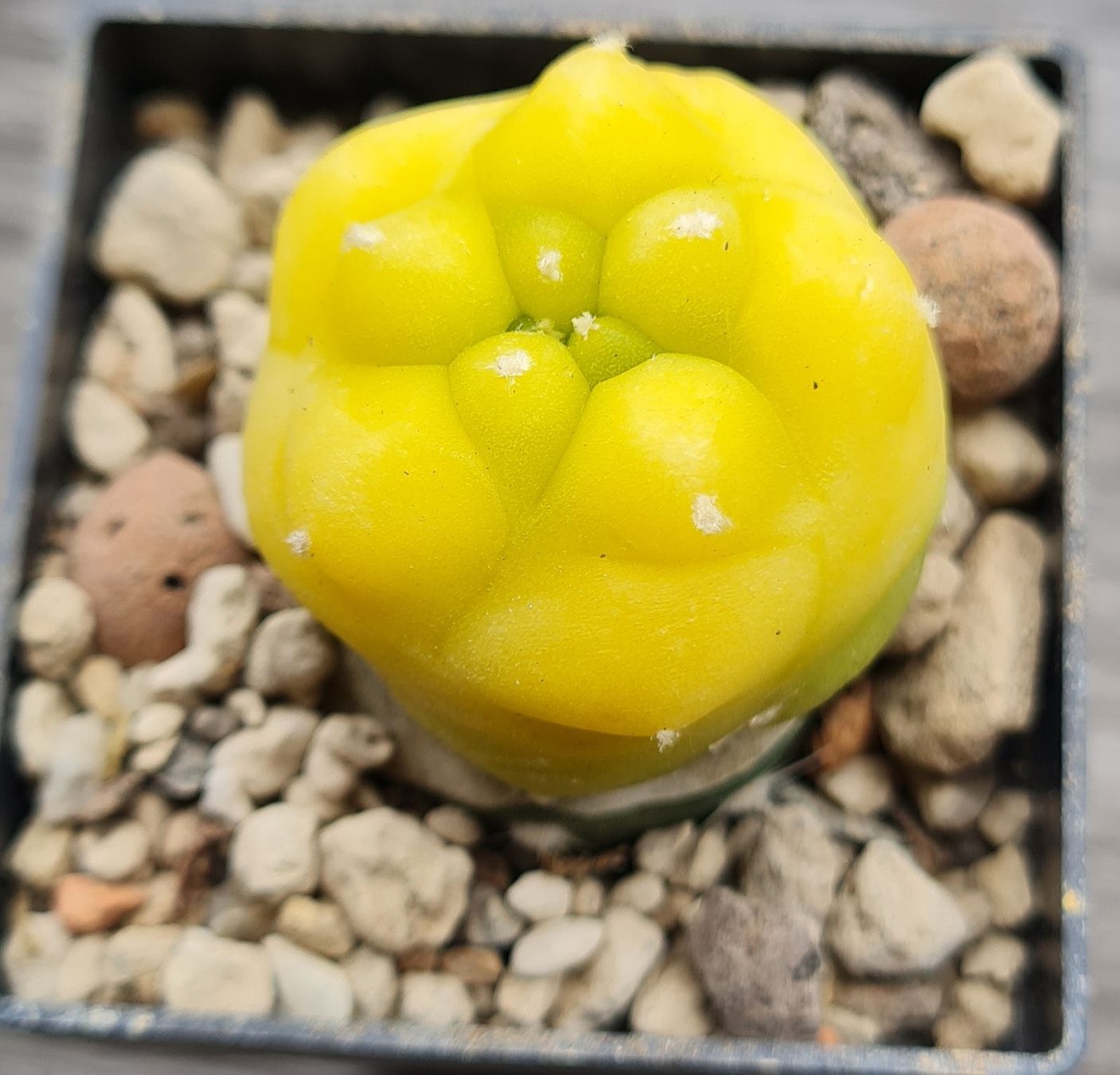 Pflanzen & Samen: Lophophora Diffusa Variegata Graft – Gebraucht aus Basel von fra_h7bq