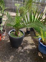 schöne Palme ca. 130 cm hoch
