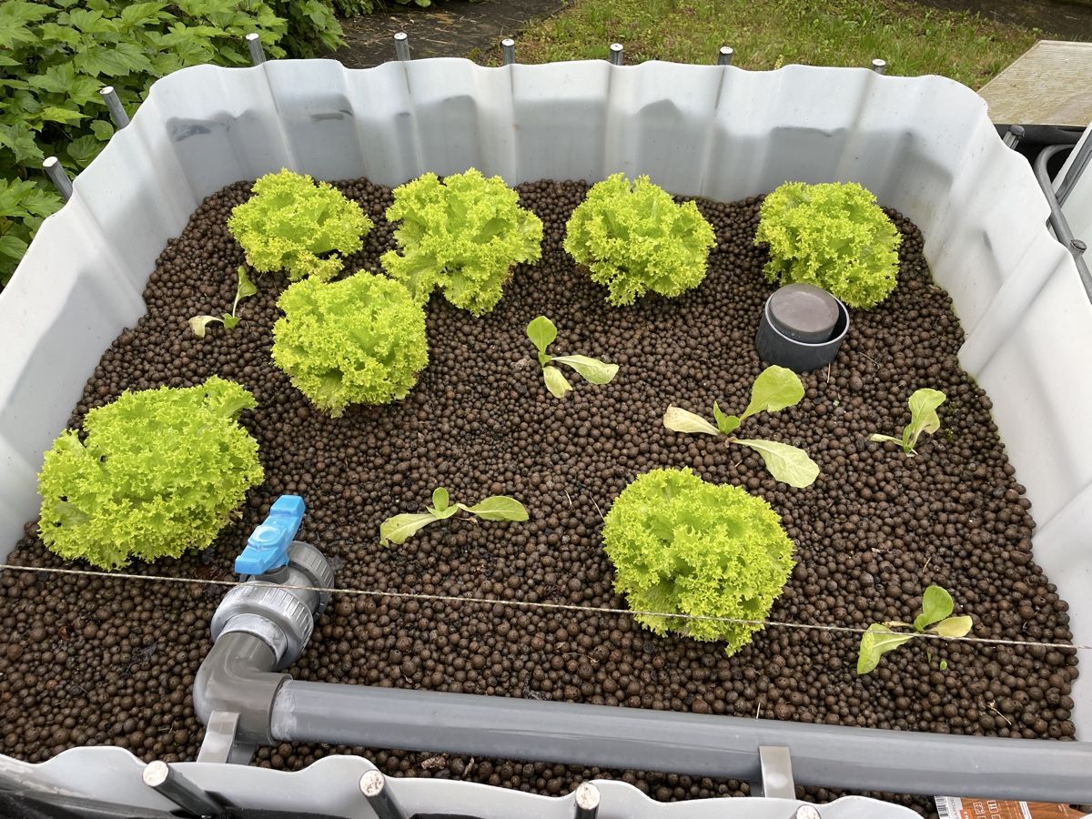 Altro: Aquaponic Anlage – Usato da Möriken AG venduto da Sammler06