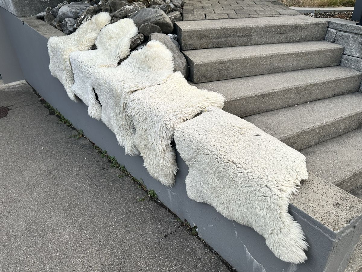 Decken: Schaffelle 5 Stk – Gebraucht aus Amriswil von Honi1