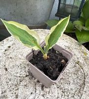 Hosta Yellow Polka Dot Bikini