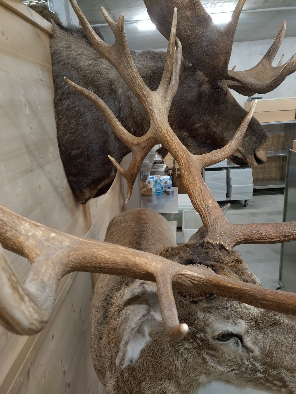 Il mondo degli animali: riesiger Rothirsch Präparat Jagd 22-Ender – Usato da Wettingen venduto da Bwalti 3
