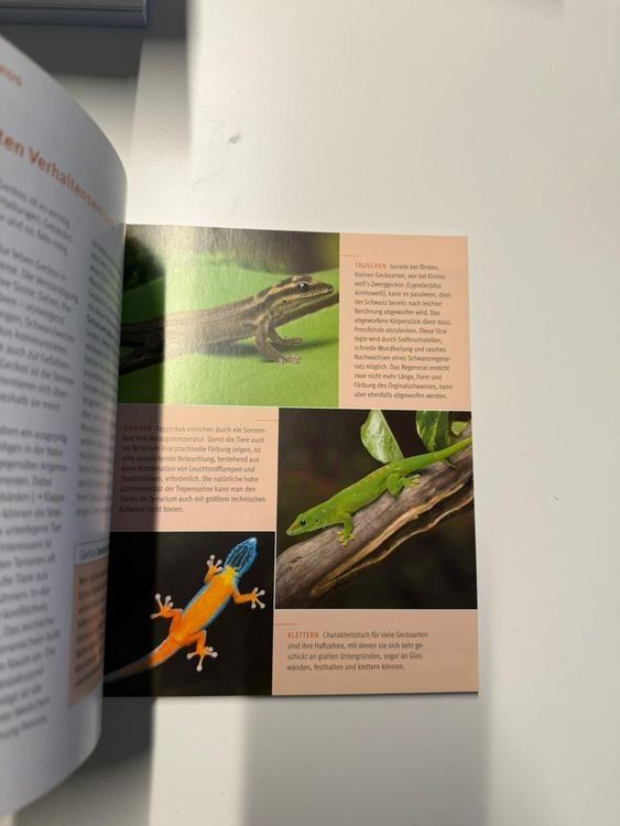 Libri: Geckos - GU Tierratgeber – Nuovo e nell'imballaggio originale da Zürich venduto da Mousie 1