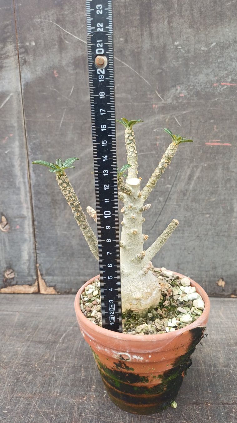 Pflanzen & Samen: Dorstenia gigas – Gebraucht aus Neftenbach von QuiQuo 3