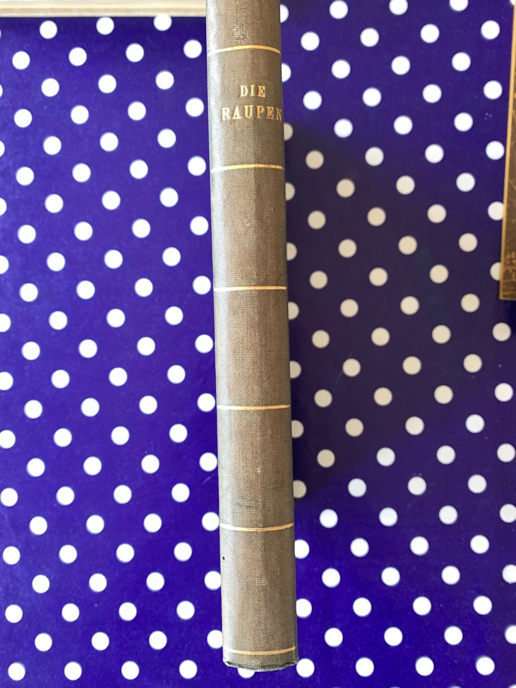 Libri: Antikes Buch Die Raupen 1899 – Usato da Basel venduto da Akinom50
