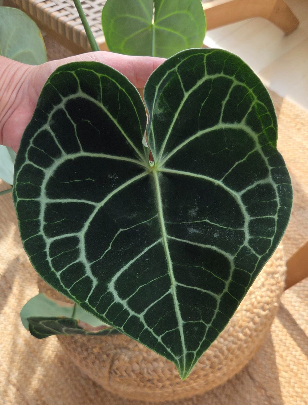 Plantes & graines: Anthurium crystallinum ODER clarinervium (ca. 40cm) – D'occasion à Zürich par wile_coyote 4