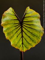 Colocasia Pharaohs Mask - 100% Bio-Pflanze