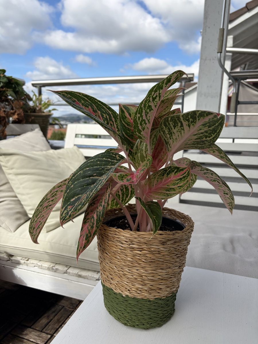 Plantes & graines: Aglaonema Cocomelon mit Topf – D'occasion à Baar par annasorbian 5