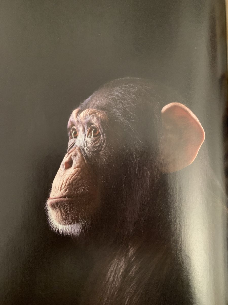 Zeitschriften & Magazine: 2 Ausgaben Beobachter Natur – Gebraucht aus Auslikon von Moisefeder 3