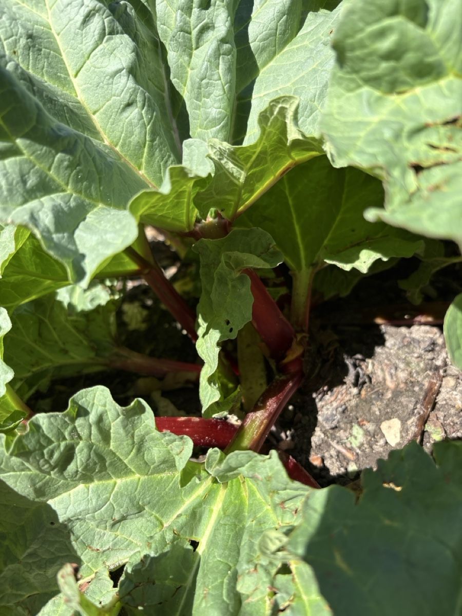 Piante & sementi: Rhabarberpflanze im Boden – Usato da Ostermundigen venduto da yve_jor1