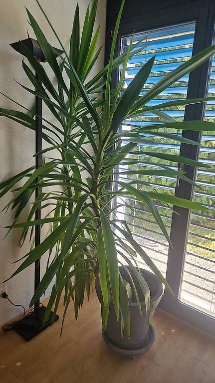 Pflanzen & Samen: Yucca Palme ca. 1.80 Meter – Gebraucht aus Obergerlafingen von Erebor