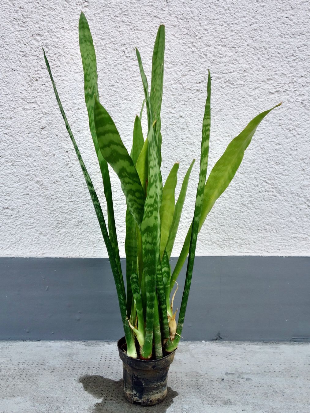 Pflanzen & Samen: Bogenhanf Sansevieria Trifasciata – Neu (gemäss Beschreibung) aus Kerzers von zimmergruen 3