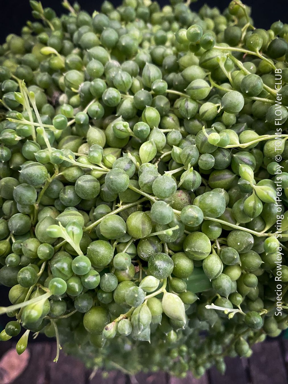 Piante & sementi: Senecio Rowleyanus - Perlenkette für Dich... – Nuovo e nell'imballaggio originale da Adliswil venduto da astom369 1