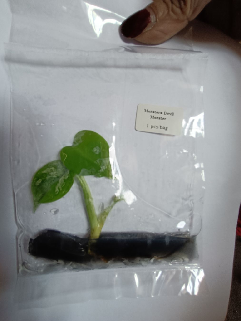 Plantes & graines: monstera Devil TC  – Neuf avec emballage d'origine à St-Aubin-Sauges par may_2yrv