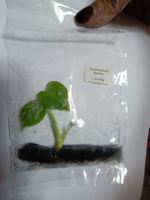 monstera Devil TC 