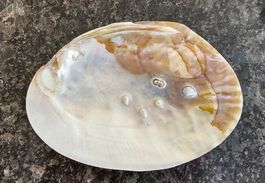 Muschelschale mit 5 Blisterperlen