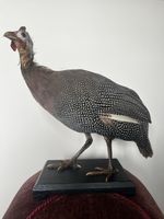 Perlhuhnpräparat - Taxidermie
