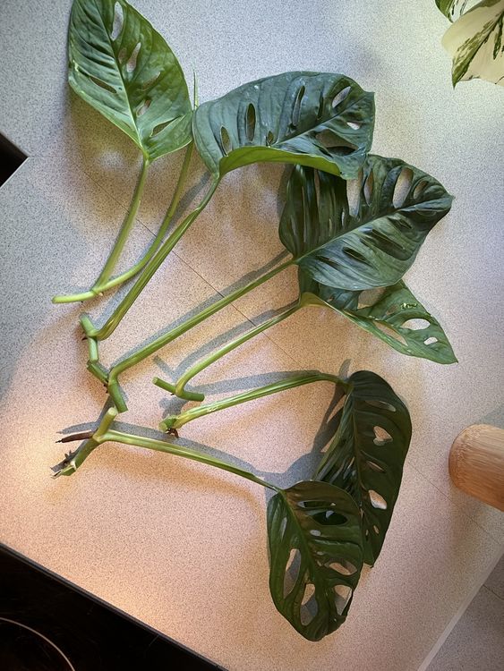 Monstera Adansonii Ableger