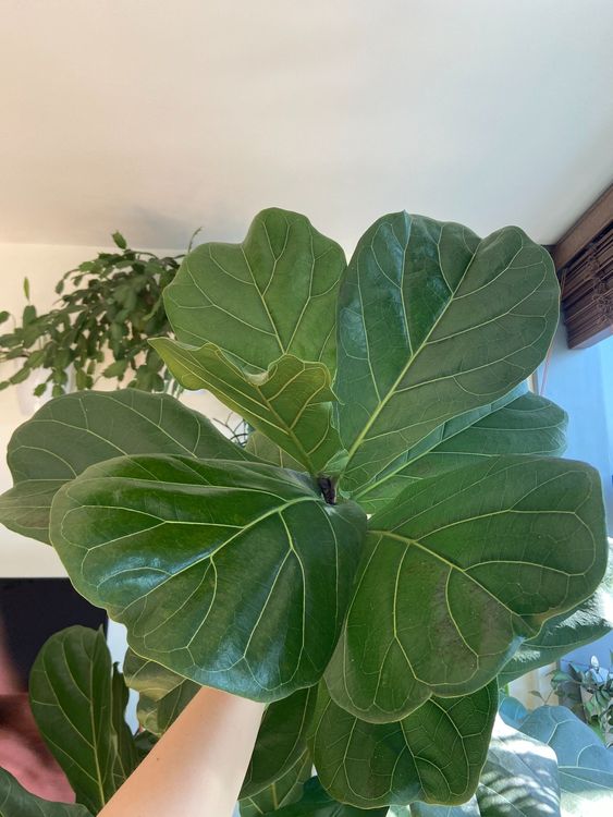 Ficus Lyrata Kaufen auf Ricardo