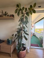 Ficus elastica plant tall good condition
