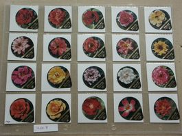 Serie   410 F      Rosen          kleinformat   ohne   Burra