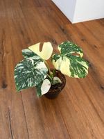 Monstera Thai Constellation💚