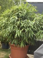 Sehr grosser Bambus ca. 2.20 hoch und breit