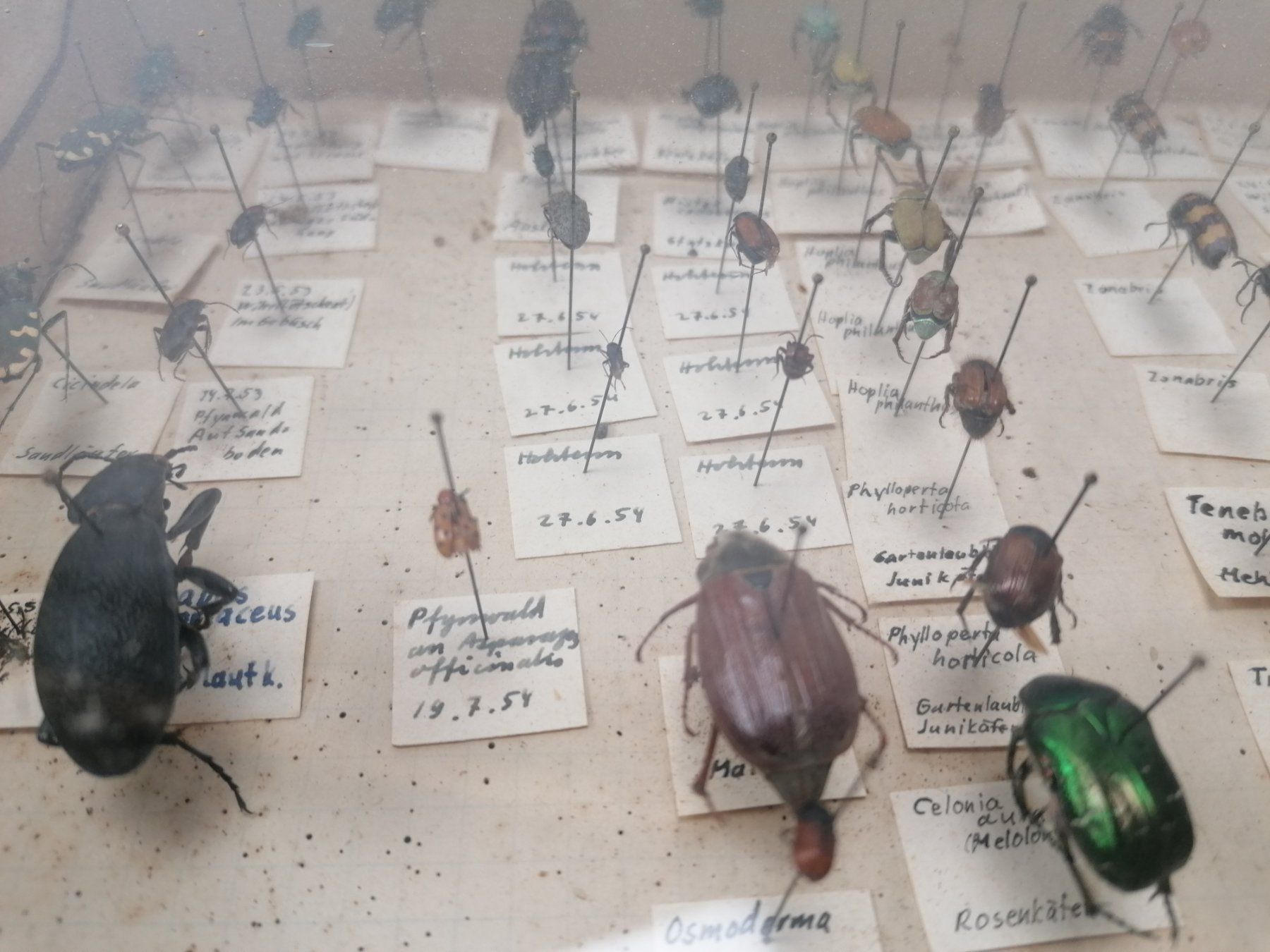 Welt der Tiere: 3 Boxen mit Insektensammlung – Gebraucht aus Köniz von Brockenreich 1