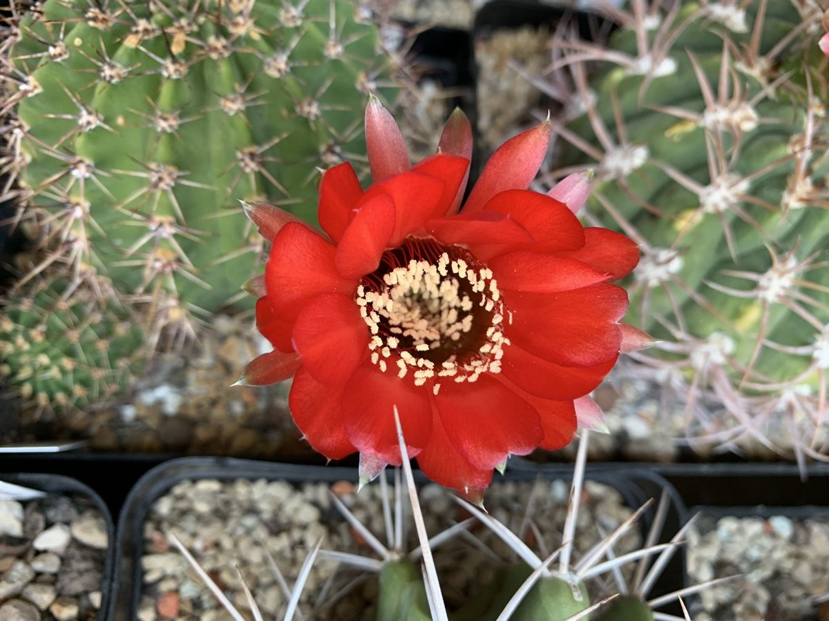 Piante & sementi: Echinopsis thionantha – Usato da Rorbas venduto da SimS0n 1