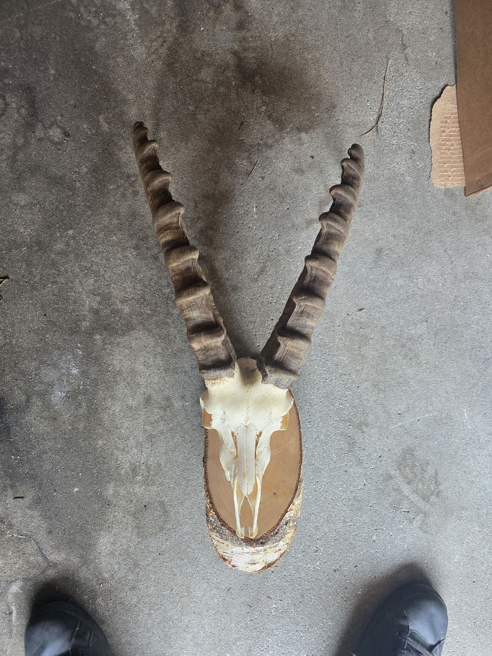 Altre raccolte & rarità: Steinbock Schädel – Usato da Hasle LU venduto da Auctions_Hunters 1