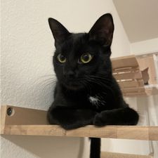 Profile image of divenire